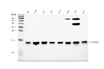 COX5B Rabbit Polyclonal Antibody