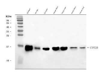 COX5B Rabbit Polyclonal Antibody