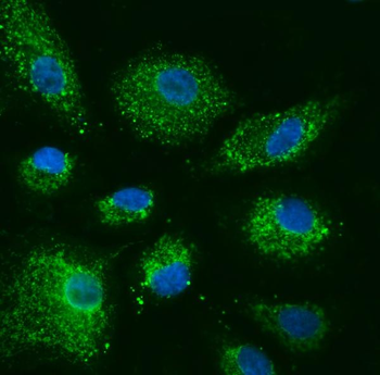 COX5B Rabbit Polyclonal Antibody