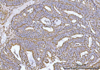 COX5B Rabbit Polyclonal Antibody