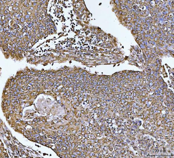 COX5B Rabbit Polyclonal Antibody