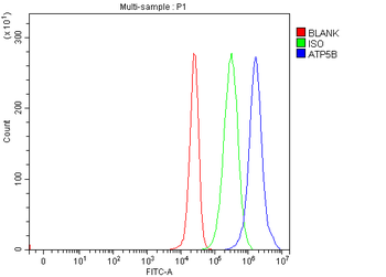 ATP5F1B Rabbit Polyclonal Antibody