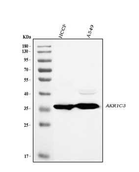 AKR1C3 Rabbit Polyclonal Antibody