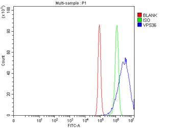 VPS36 Rabbit Polyclonal Antibody
