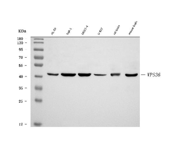 VPS36 Rabbit Polyclonal Antibody