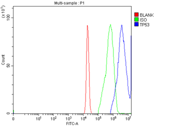 TP53 Rabbit Polyclonal Antibody