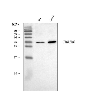 BI-1/TMBIM6/BI Rabbit Polyclonal Antibody