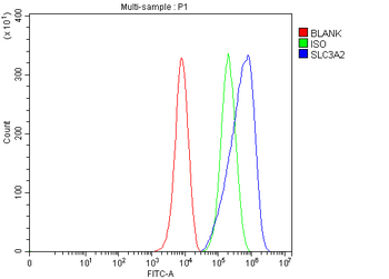CD98/Slc3a2 Rabbit Polyclonal Antibody