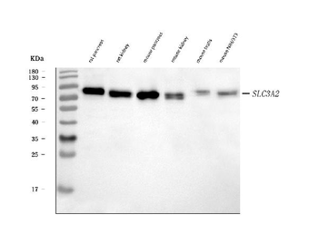 CD98/Slc3a2 Rabbit Polyclonal Antibody