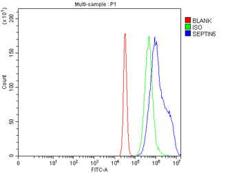 SEPT5/SEPTIN5 Rabbit Polyclonal Antibody