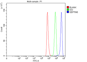 SEPT5/SEPTIN5 Rabbit Polyclonal Antibody