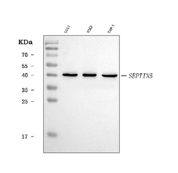 SEPT5/SEPTIN5 Rabbit Polyclonal Antibody