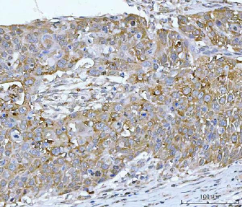 RPL32 Rabbit Polyclonal Antibody