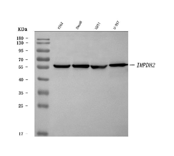 IMPDH2 Rabbit Polyclonal Antibody
