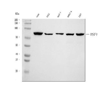 HSF1 Rabbit Polyclonal Antibody