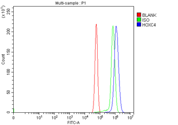 HOXC4 Rabbit Polyclonal Antibody