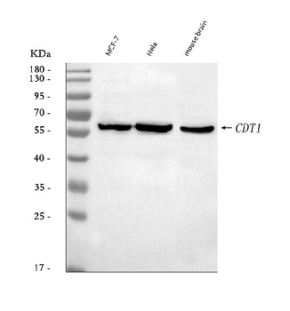 DUP/CDT1 Rabbit Polyclonal Antibody