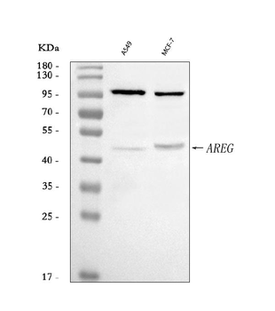 Amphiregulin/AREG Rabbit Polyclonal Antibody