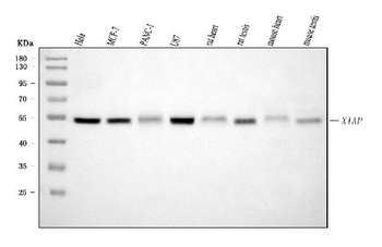 XIAP Mouse Monoclonal Antibody