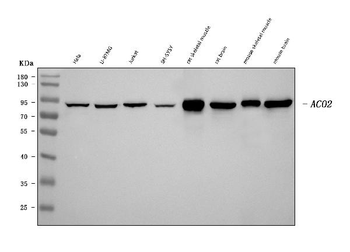 Aconitase 2 Mouse Monoclonal Antibody