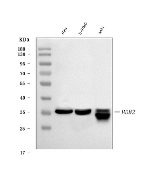 MDH2 Mouse Monoclonal Antibody