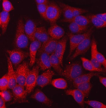Calnexin/CANX Mouse Monoclonal Antibody