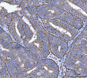 Calnexin/CANX Mouse Monoclonal Antibody