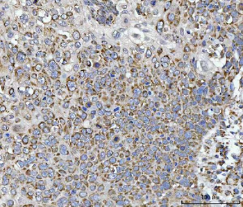 Calnexin/CANX Mouse Monoclonal Antibody