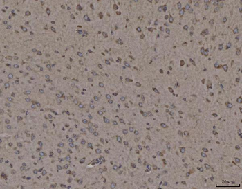 Calnexin/CANX Mouse Monoclonal Antibody