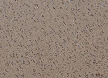Calnexin/CANX Mouse Monoclonal Antibody