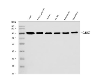 Calnexin/CANX Mouse Monoclonal Antibody