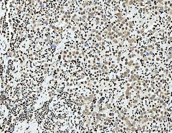 PC4/SUB1 Mouse Monoclonal Antibody