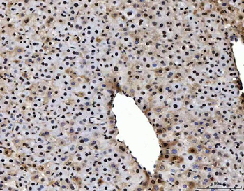 PC4/SUB1 Mouse Monoclonal Antibody