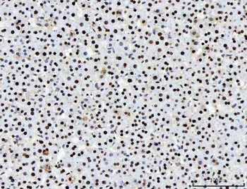 PC4/SUB1 Mouse Monoclonal Antibody