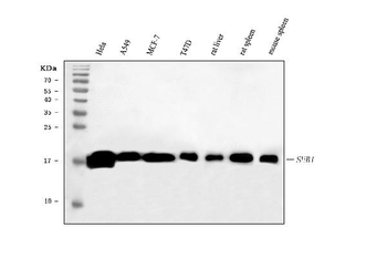 PC4/SUB1 Mouse Monoclonal Antibody