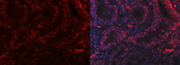 PC4/SUB1 Mouse Monoclonal Antibody