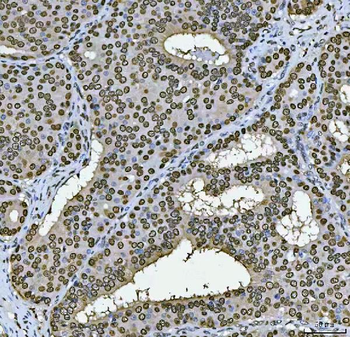 PC4/SUB1 Mouse Monoclonal Antibody
