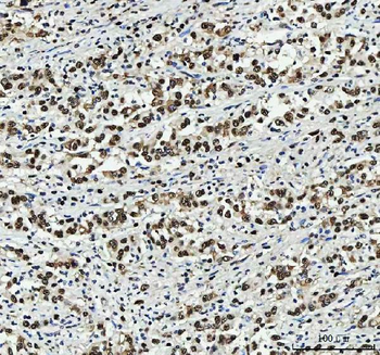 PC4/SUB1 Mouse Monoclonal Antibody