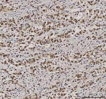 PC4/SUB1 Mouse Monoclonal Antibody