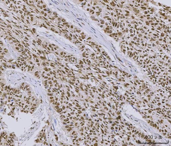 PC4/SUB1 Mouse Monoclonal Antibody