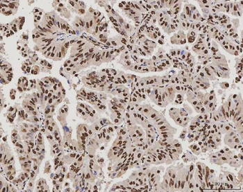 PC4/SUB1 Mouse Monoclonal Antibody