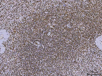 PC4/SUB1 Mouse Monoclonal Antibody