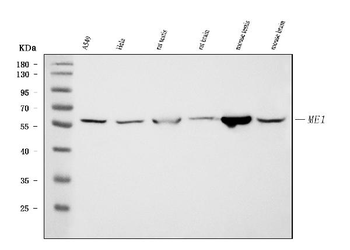 ME1 Mouse Monoclonal Antibody