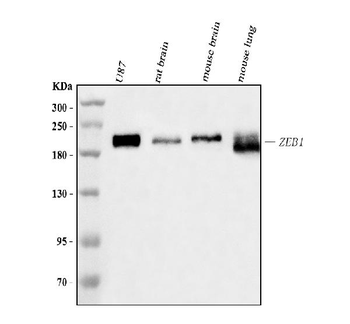 AREB6/ZEB1 Mouse Monoclonal Antibody