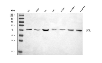 CCXCR1/XCR1 Rabbit Polyclonal Antibody
