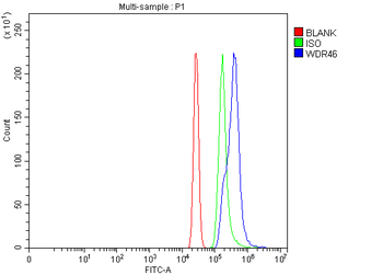 WDR46 Rabbit Polyclonal Antibody