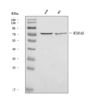 WDR46 Rabbit Polyclonal Antibody