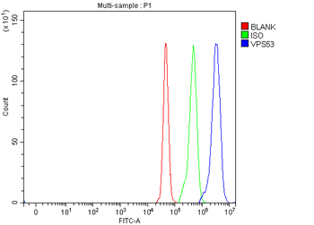 VPS53 Rabbit Polyclonal Antibody