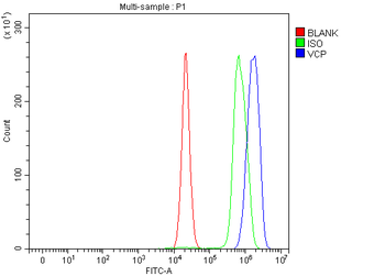 VCP Rabbit Polyclonal Antibody