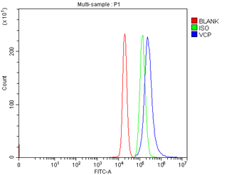 VCP Rabbit Polyclonal Antibody